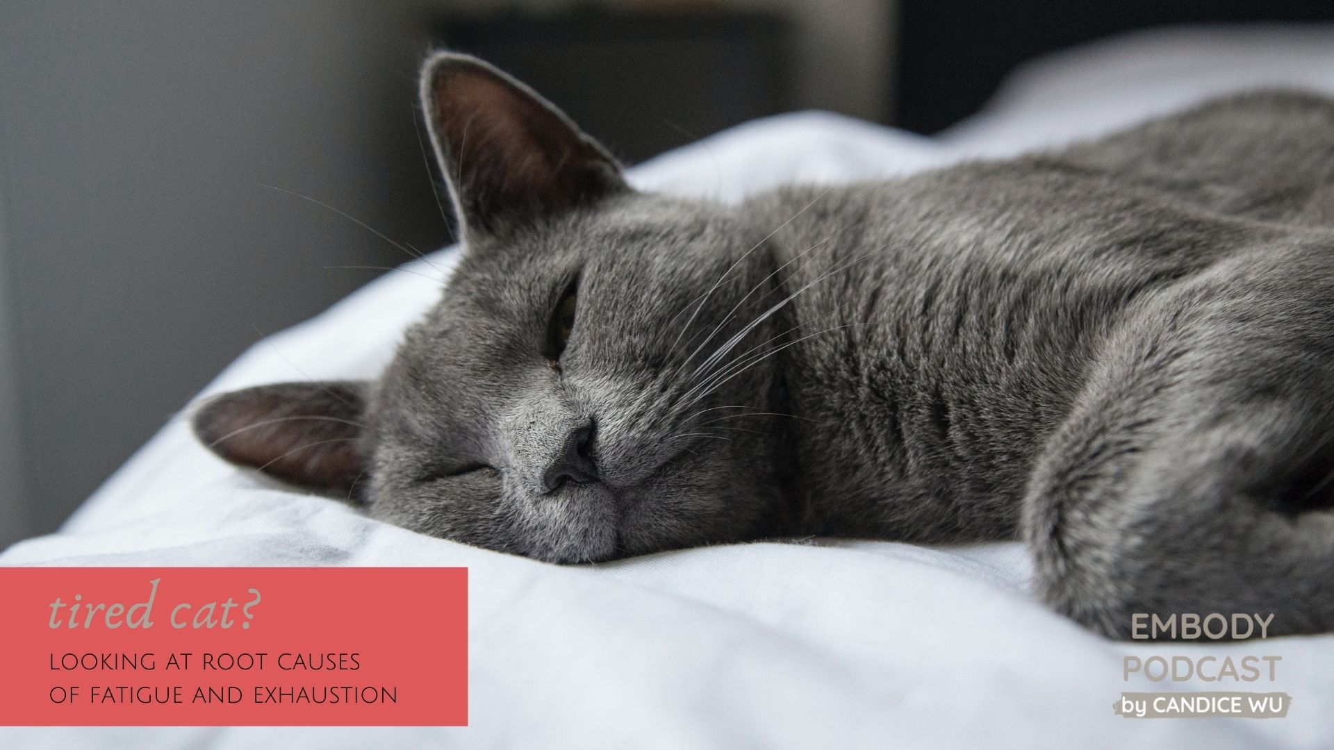 Tired Cat? Looking at Root Causes of Fatigue and Exhaustion — EP164 ... - Fatigue In Kittens